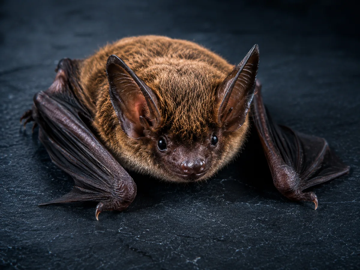 Bat shown against a dark background