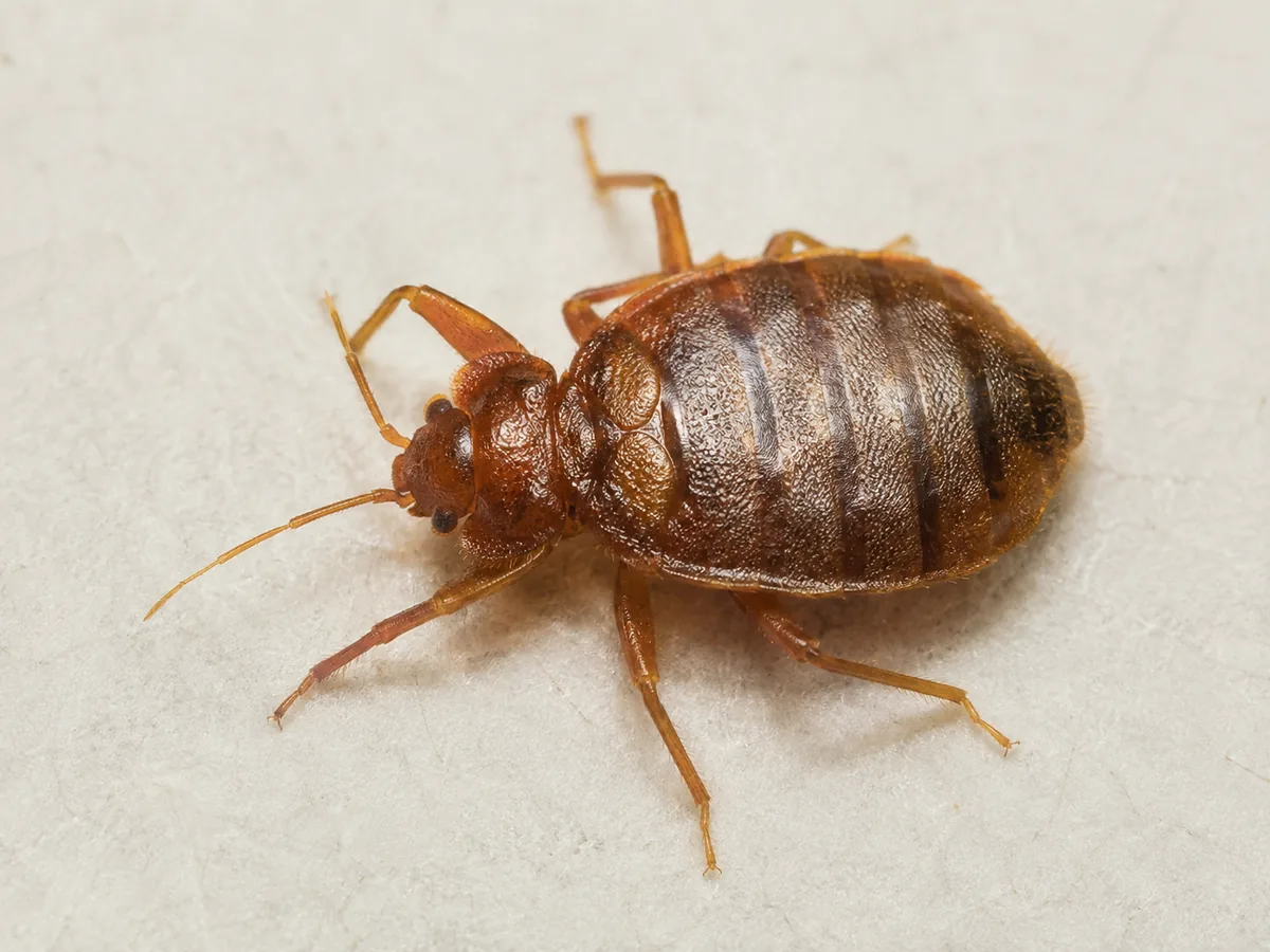 Close-up view of a bed bug