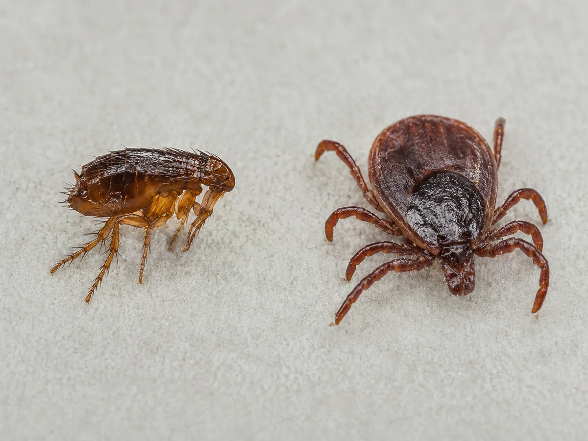 Flea and tick shown side by side