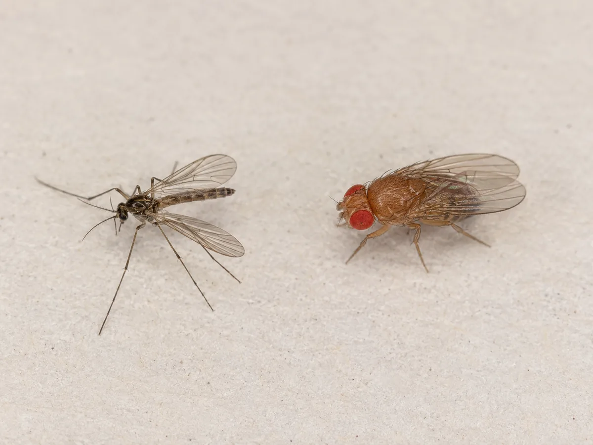 Gnat and fruit fly shown together