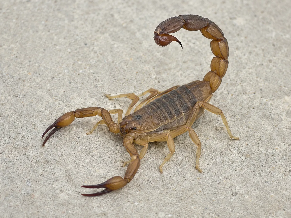 Scorpion shown on a neutral surface