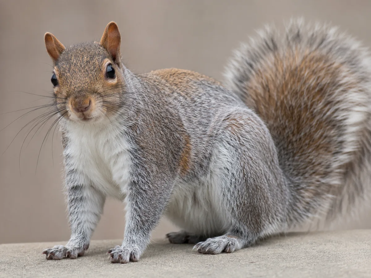 Squirrel near a residential property